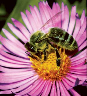 
One way to distinguish honeybees from look-alikes is to look at their antennae, which, for honeybees, are longer than their heads.  
